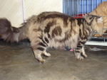 Belang - Domestic Long Hair Cat