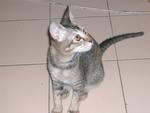 Baby Bambi - Domestic Short Hair Cat