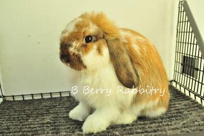 Holland Lop Bunny Sold - 7 Years, Holland Lop - Broken 