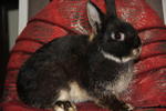 Black Otter Nd - Netherland Dwarf Rabbit