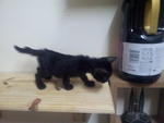 Black Matrix - Bombay + Domestic Short Hair Cat