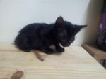 Black Matrix - Bombay + Domestic Short Hair Cat