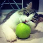 Apple@epa - Persian + Domestic Long Hair Cat