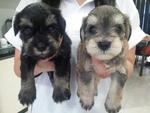 Puppy 3 & Puppy 5