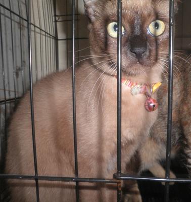 Ninie - Siamese + Burmese Cat
