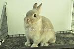 Netherland Dwarf - Squirrel  - Netherland Dwarf Rabbit