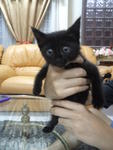 Black Kitten - Domestic Medium Hair Cat