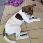 Sporty The Jack Russell Mix ♥ - Mixed Breed Dog