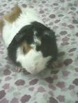 Ginn - Guinea Pig Small & Furry