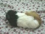 Ginn - Guinea Pig Small & Furry