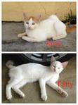 Aboy &amp; Fatty - Domestic Short Hair Cat