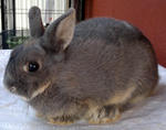 Netherland Dwarf Rabbit- Pure Breed - Netherland Dwarf Rabbit