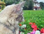 Reika Blossom - Domestic Long Hair Cat