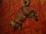 Lola And Meemo - Domestic Medium Hair + Persian Cat