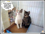 Cute Kittens For Adoption - Domestic Short Hair Cat