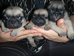 PF4050 - Pug Dog