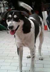 John - Mixed Breed Dog