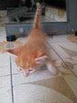 Kitty 1 (adopted)