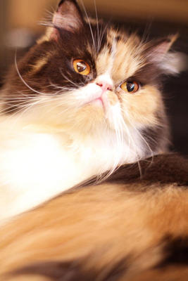 Erika Fujiwara - Persian Cat