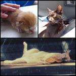 Rescued Kittens And Cats - Domestic Short Hair + Domestic Medium Hair Cat