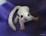 Shane - Sugar Glider Small & Furry