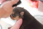 Mini Pinscher  - Miniature Pinscher Dog