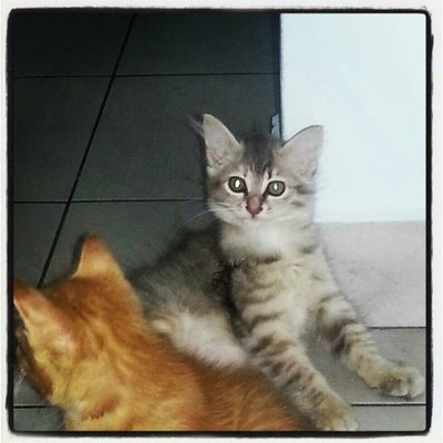 Ibu Cantik &amp; Kittens Yg Cumil - Domestic Long Hair Cat