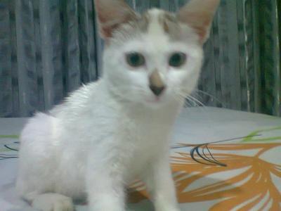 Mokju - Domestic Short Hair Cat