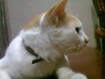 Moksin - Turkish Van Cat