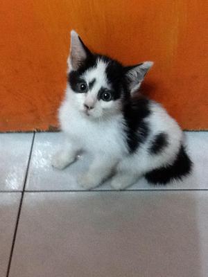 Snoopy - Domestic Short Hair Cat