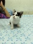 Snoopy - Domestic Short Hair Cat