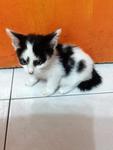 Snoopy - Domestic Short Hair Cat