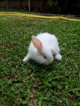 Snow - Lionhead Rabbit