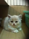 Obes Dan Miki - Persian Cat