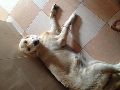 Berfi - Golden Retriever Dog