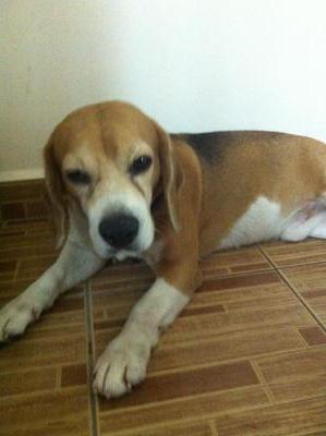 No Name - Beagle Dog