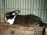 PF40951 - Bunny Rabbit Rabbit