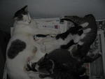 4 White Kitten With Grey Vest - Domestic Short Hair Cat