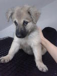 Bambi - Mixed Breed Dog