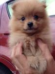  Quality Tiny Orange Pomeranian Imp - Pomeranian Dog
