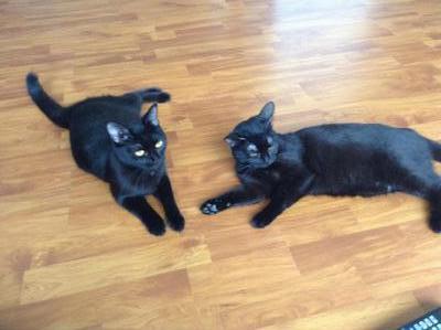 Twin Black Cat - Domestic Short Hair Cat