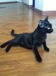 Twin Black Cat - Domestic Short Hair Cat