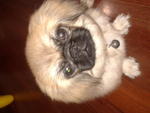 C C - Pekingese Dog