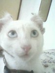 Niko - Domestic Short Hair Cat