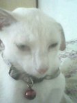 Niko - Domestic Short Hair Cat
