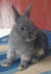 Netherland Dwarf Nd Baby Rabbit-1 - Netherland Dwarf Rabbit