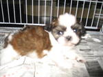 Lovely Shih Tzu - Shih Tzu Dog