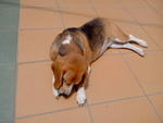 Went Missing In Ipoh Garden Help! - Beagle Dog