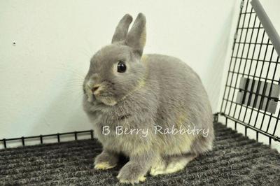 Netherland Dwarf Bunny Sold - 6 Years 10 Months 