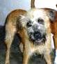 I AM SCRUFF A TERRIER MIX DARLING GIRL